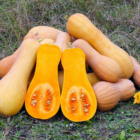 zucca violina