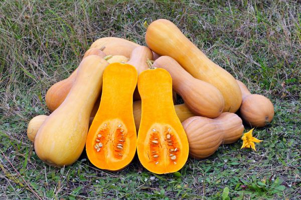 zucca violina